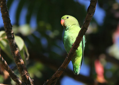 Black-winged Lovebird (Agapornis taranta)