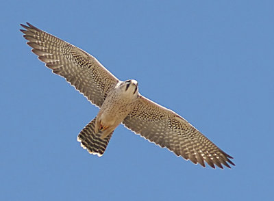 Lanner Falcon  (Falco biarmicus abyssinicus)