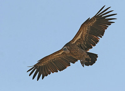 Rupells Vulture (Gyps rueppellii)