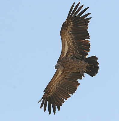 Rupells Vulture (Gyps rueppellii)