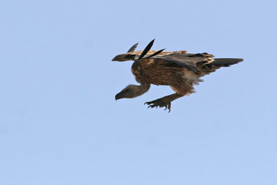 Rppell's Griffon Vulture (Ruppelgam)