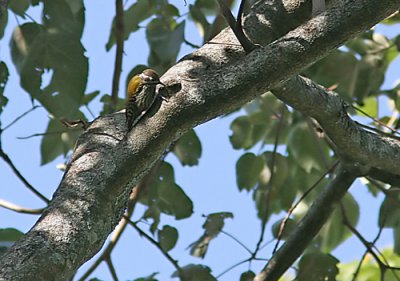 Abyssinian Woodpecker (Dendropicus abyssinicus)
