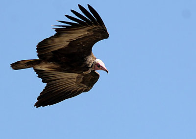 Hooded Vulture (Nevrosyrtes monachus)