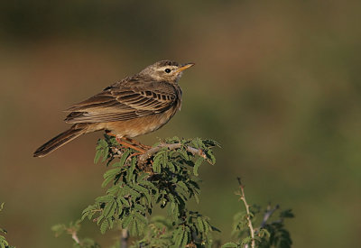 Plain-backed Pipir (Anthus leucoophrys)