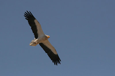 Egyptian Vulture (Neophron pernoptrus)