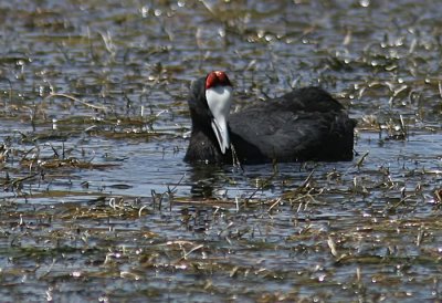 Red-knobbed Coot (Fulicia cristata)