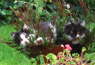 Flower Pot Cats.jpg