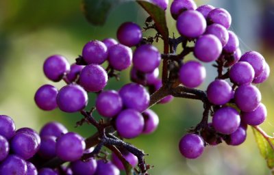 Purple Berries.jpg