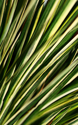 Grasses  Posterized.jpg