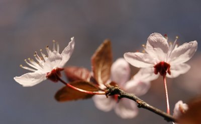 Spring Blossom.jpg