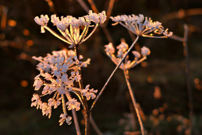 Frosted Flowers