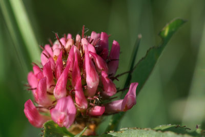 Clover