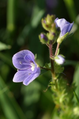 Little Flowers