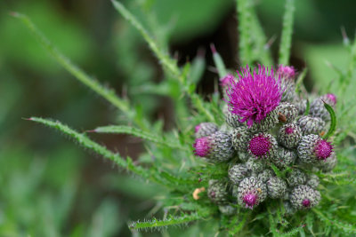 Thistle