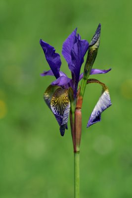 Iris f5.6