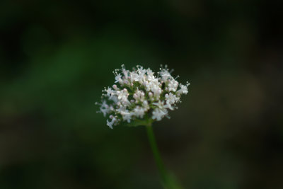 White Flower <br>(Full Size)