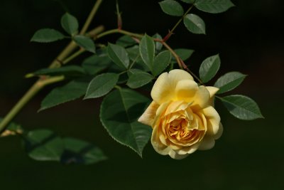 lestrup Roses 1