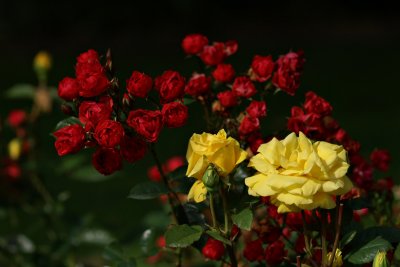 lestrup Roses 2