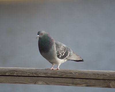 pbird2.jpg