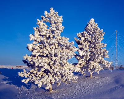 trees2.jpg