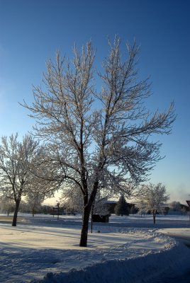 TREE3.jpg