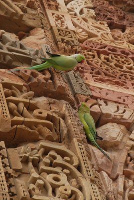 Kutub beauty