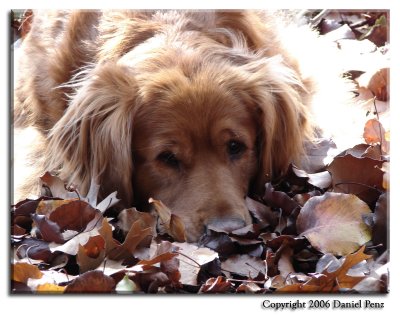 Zeeka in the Leaves