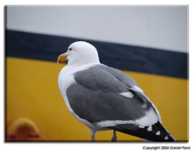 Gull on Pier 39