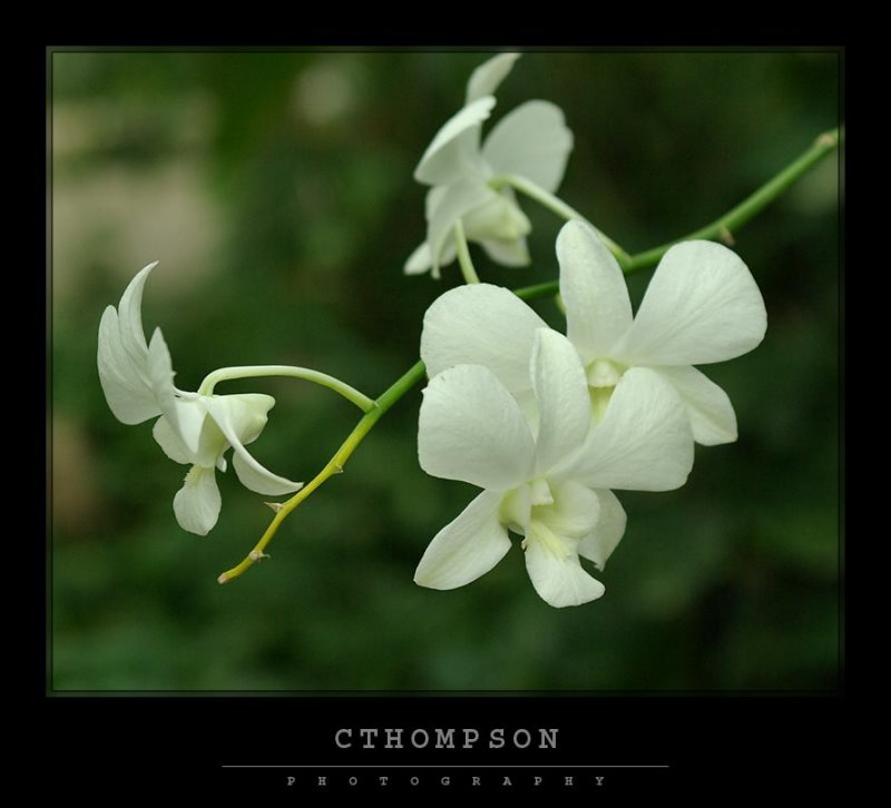 Orchid