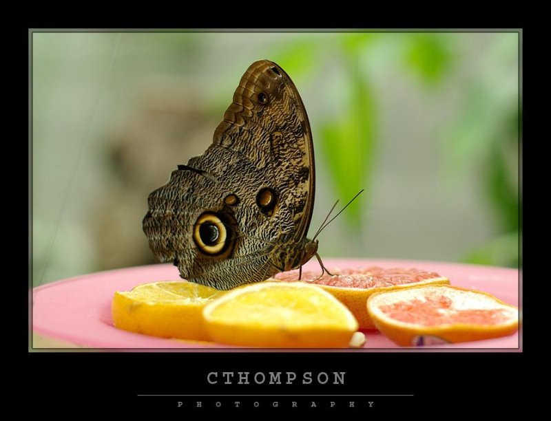 Feeding Time