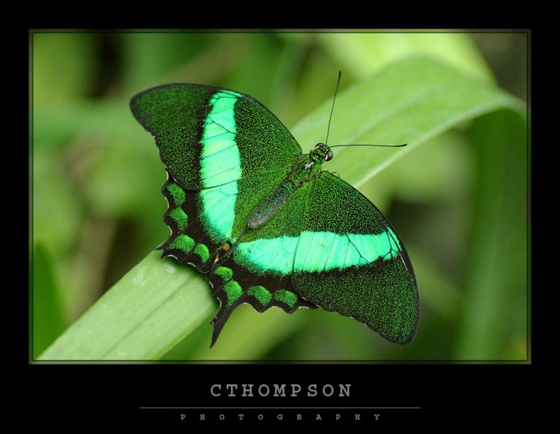 Green Banded Peacock Swallowtail