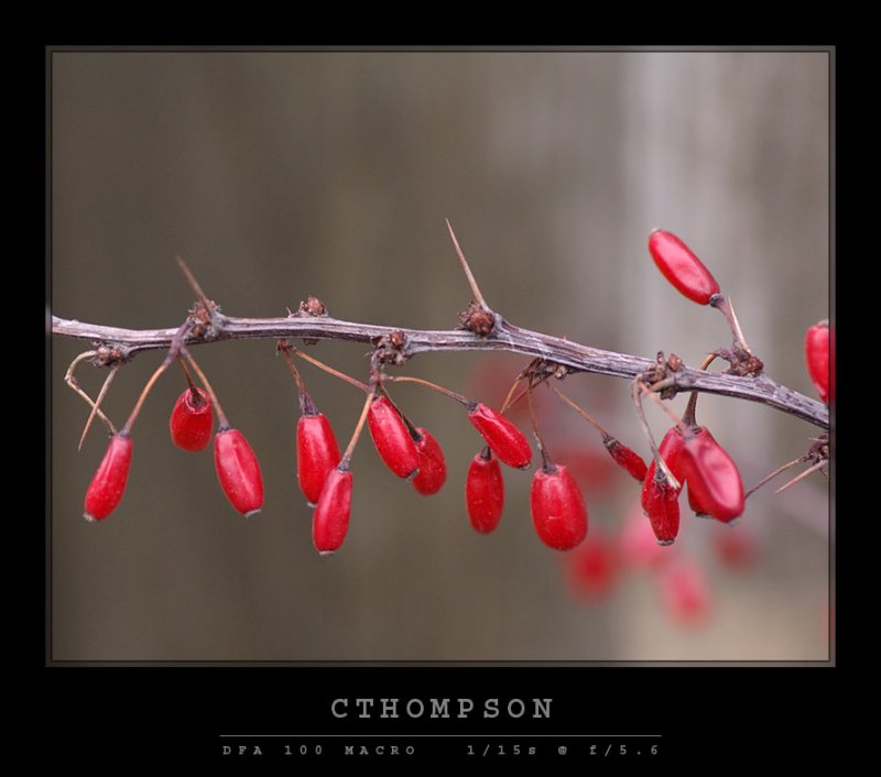 Rose Glow Barberry