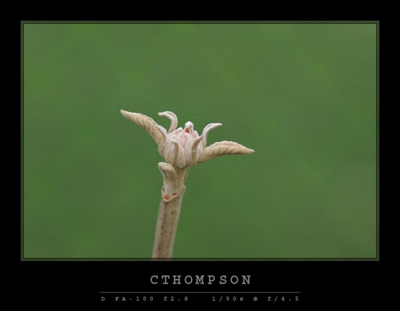 Snowball Bush Bud