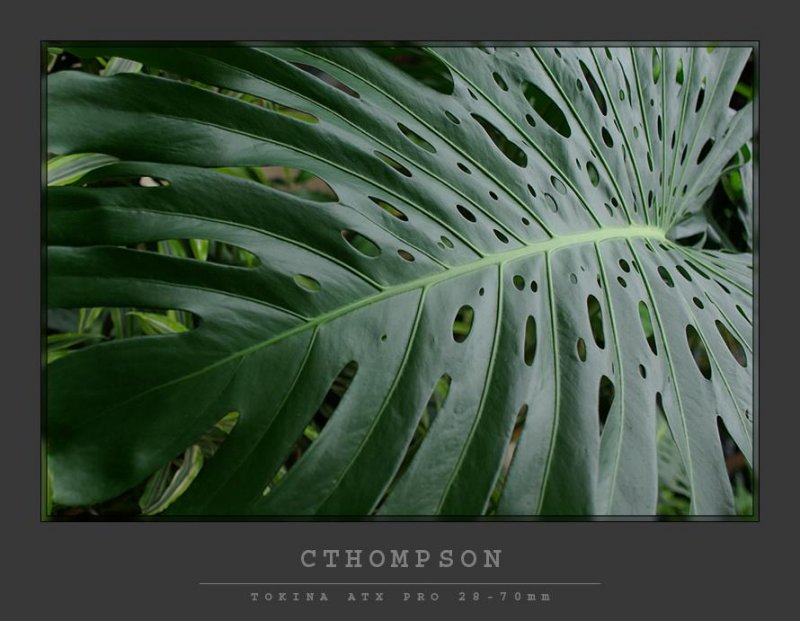 Holely Leaf