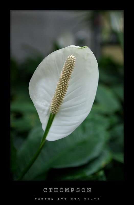 S. Mauna Loa