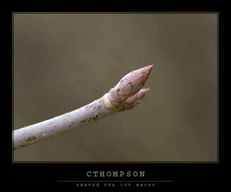 Chestnut Tree Bud