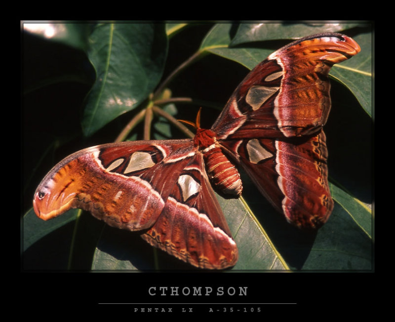 Mammoth moth