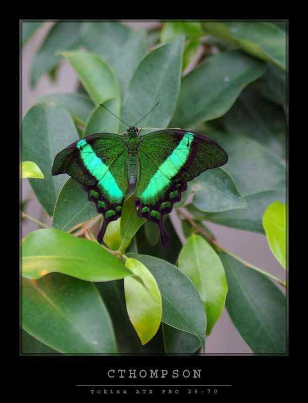 Butterfly