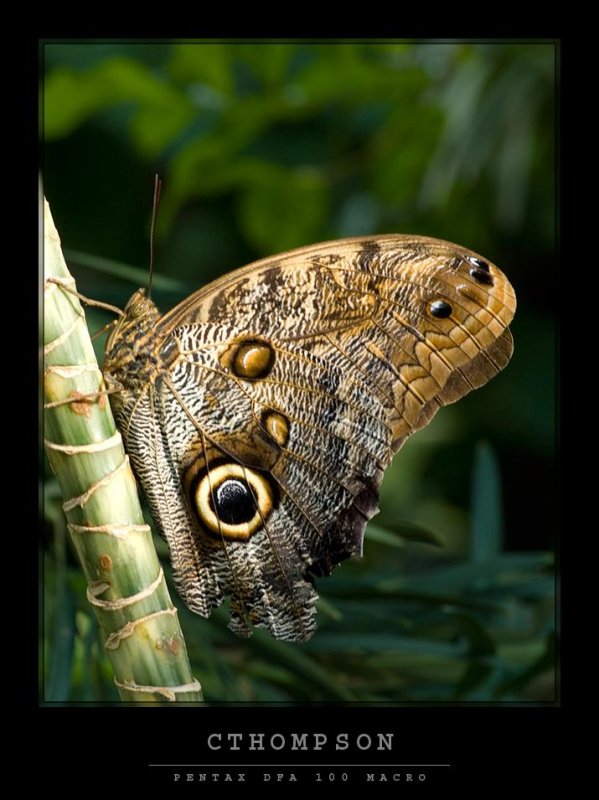 Owl Butterfly