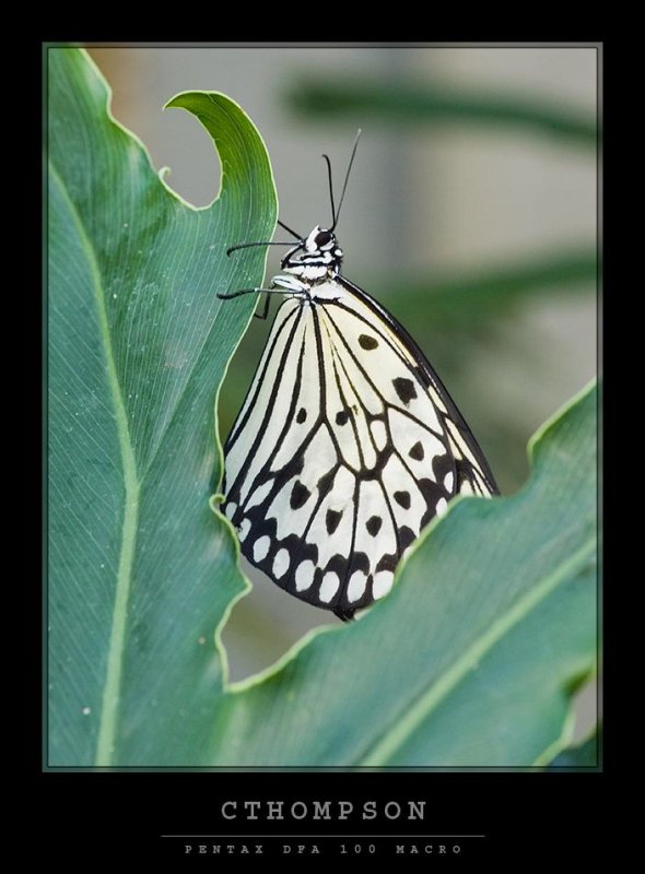 Rice Paper