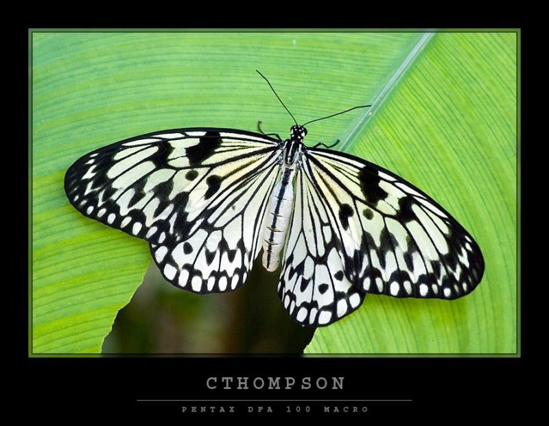 Rice Paper