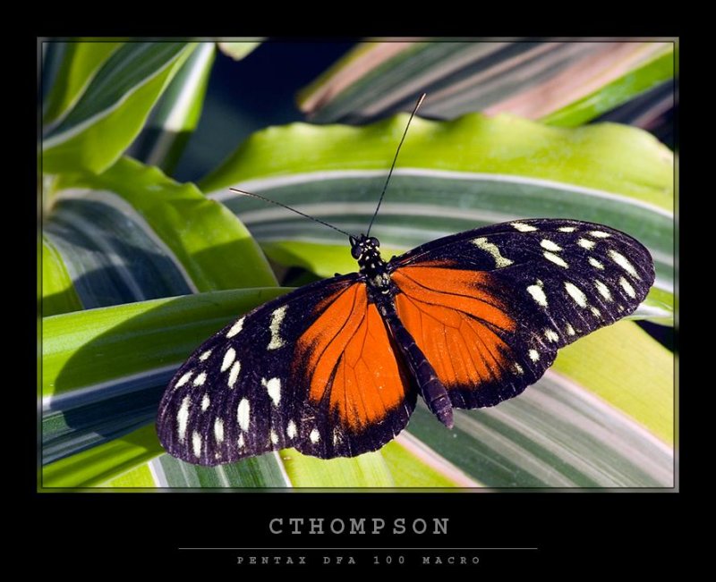 Tiger Longwing