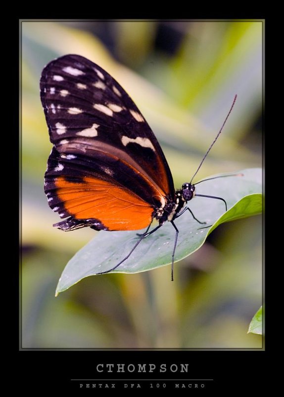 Tiger Longwing