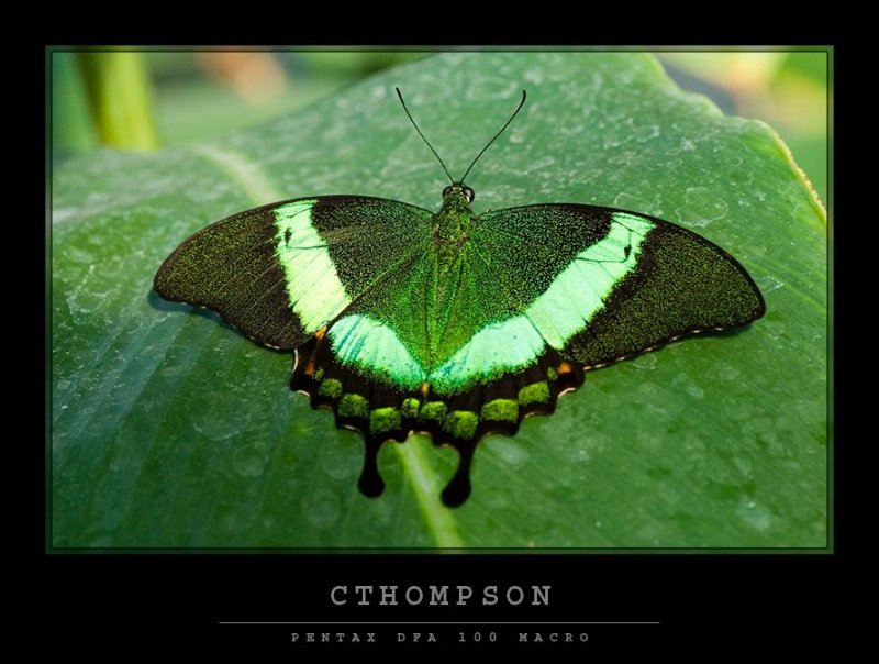 Green Banded Peacock Swallowtail