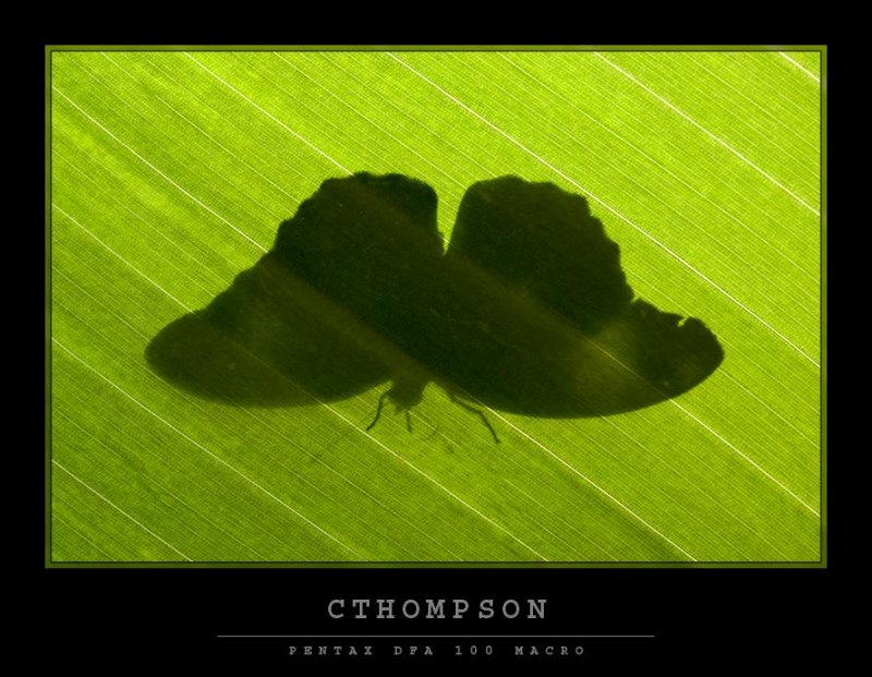 Shadow
