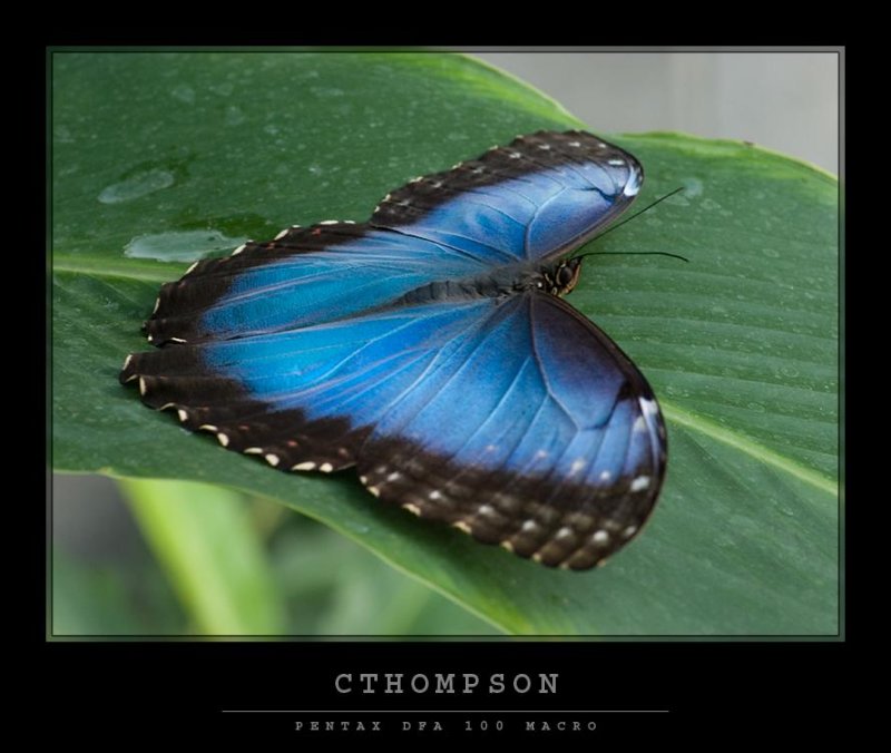 Blue Morpho