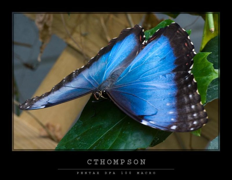 Blue Morpho