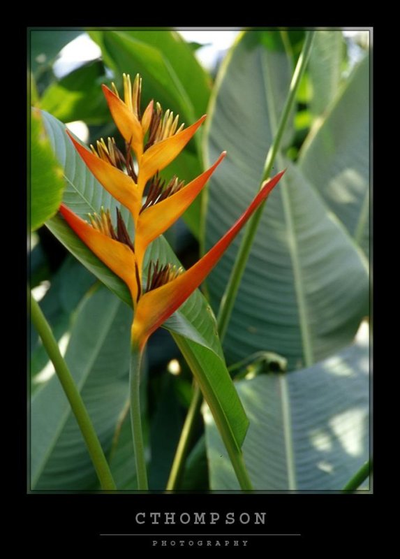 Lobster Claw Flower