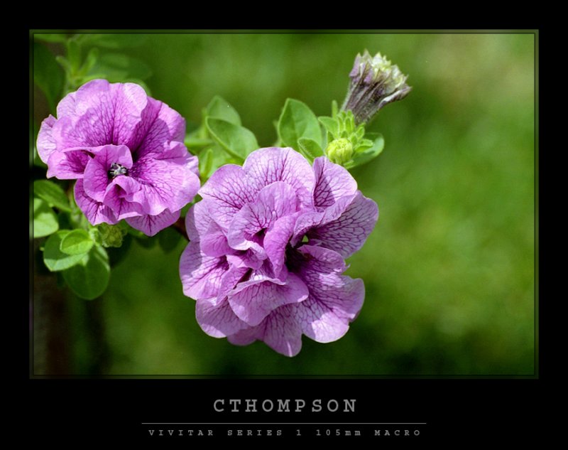 Petunia Hybrida