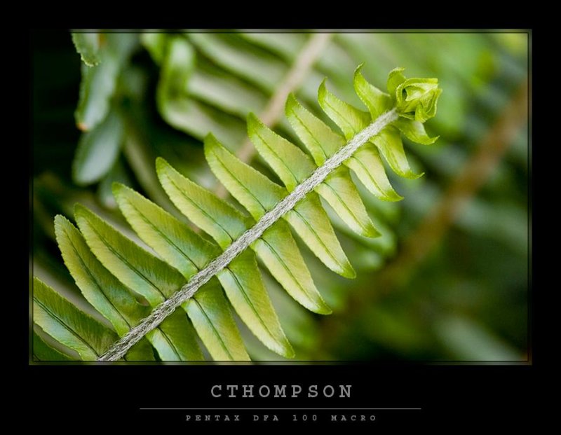 Fern